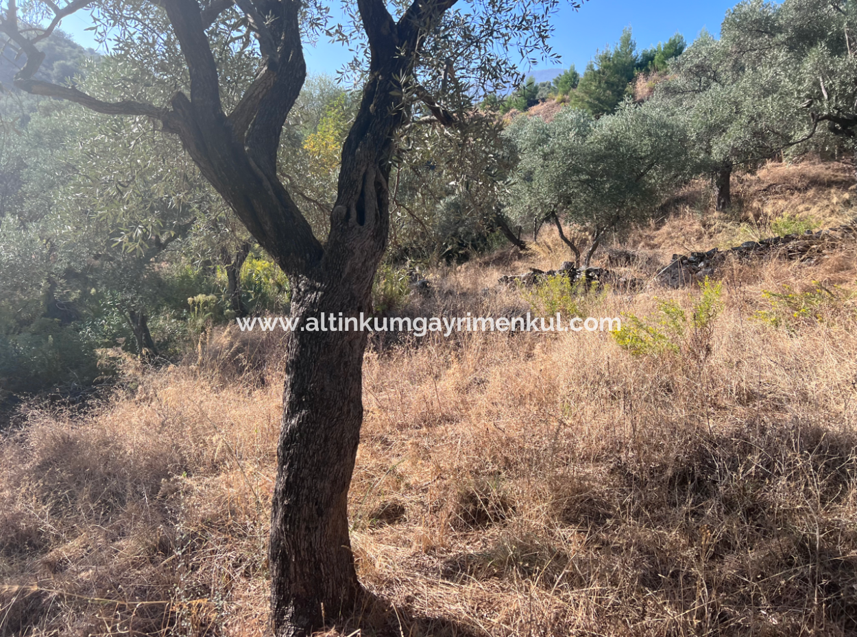 Milas Pinarcik Olive Grove For Sale