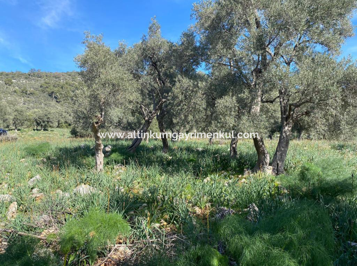 Four Acres Of Olive Grove For Sale In Mugla Milas Karakuyu