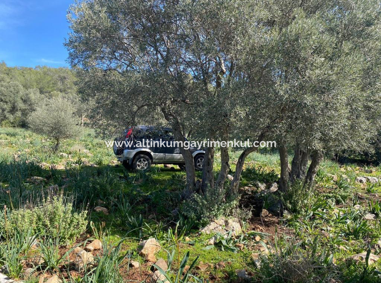 Four Acres Of Olive Grove For Sale In Mugla Milas Karakuyu