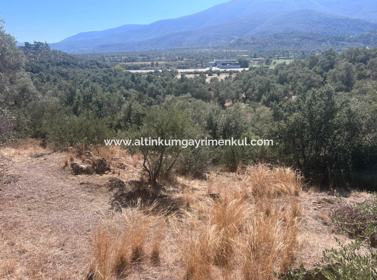 Olive Grove For Sale In Milas Ekindere