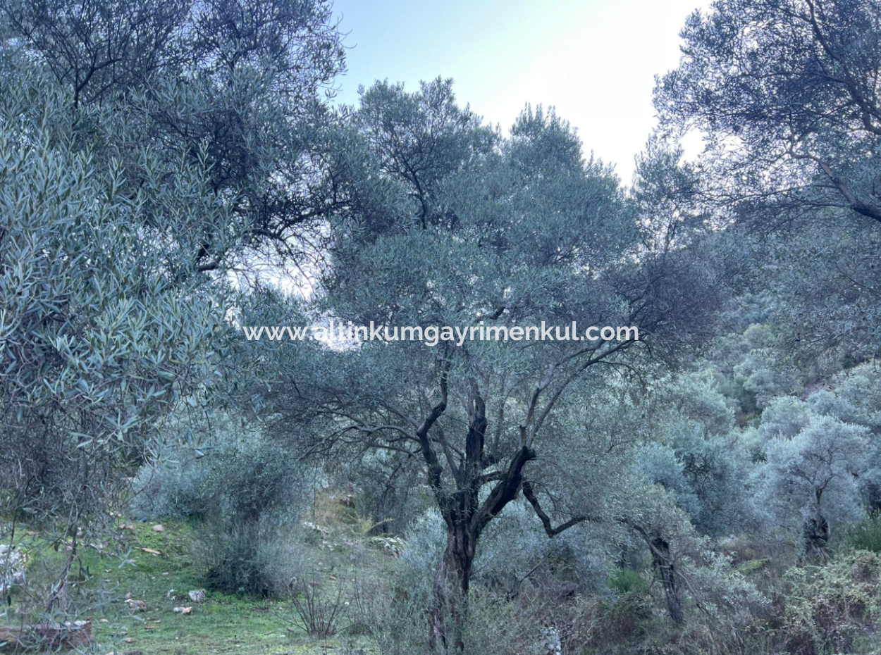 2500M2 Olive Grove For Sale In Milas Hacıahmetler