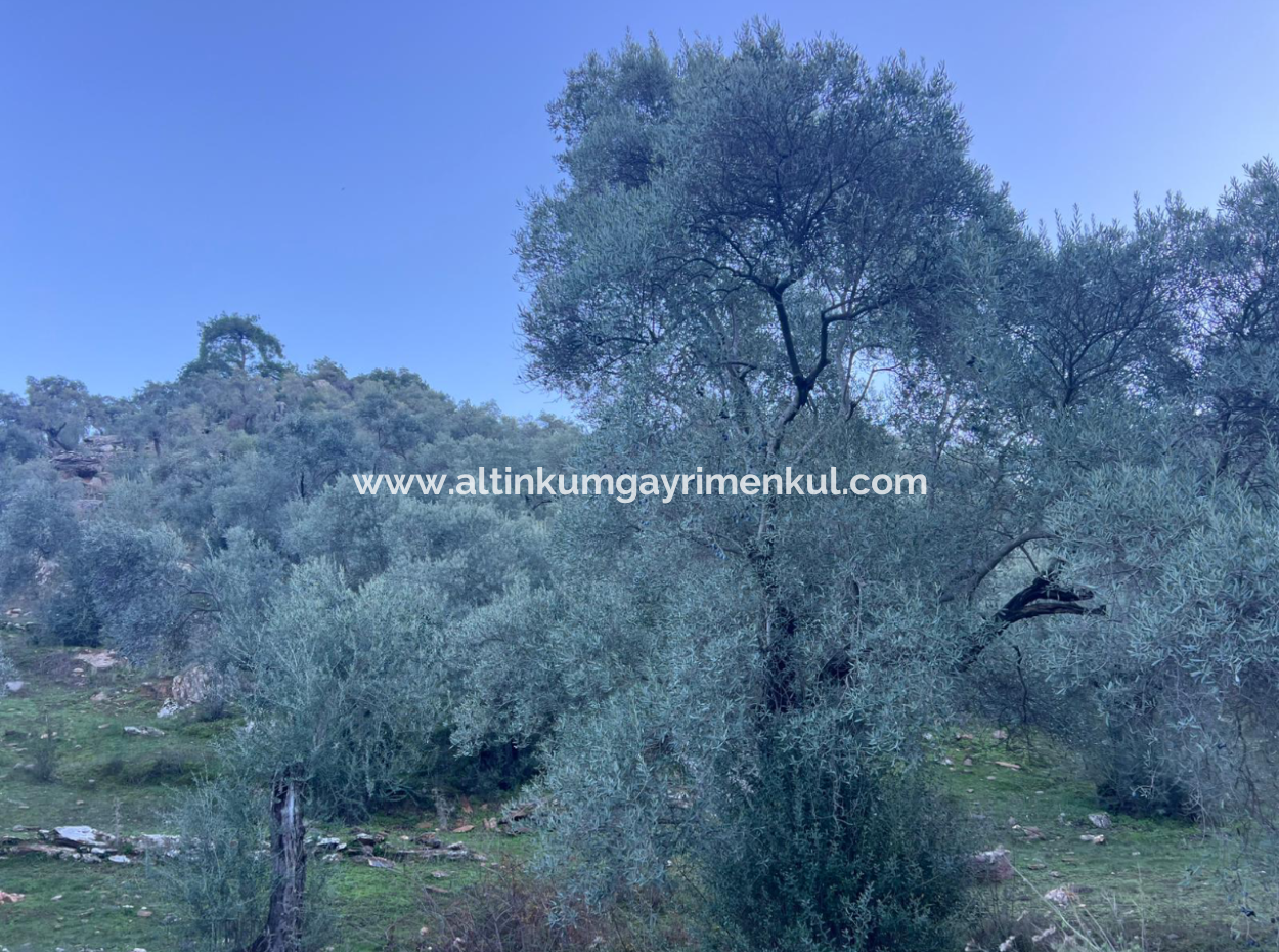 2500M2 Olive Grove For Sale In Milas Hacıahmetler