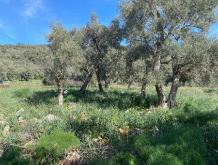 Four Acres Of Olive Grove For Sale In Mugla Milas Karakuyu