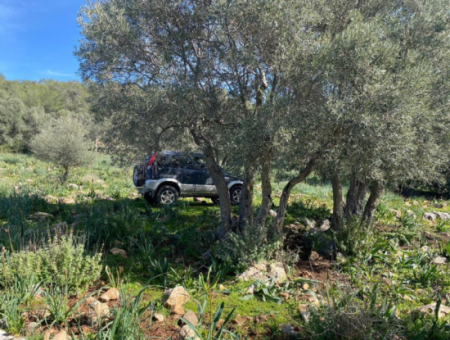 Four Acres Of Olive Grove For Sale In Mugla Milas Karakuyu