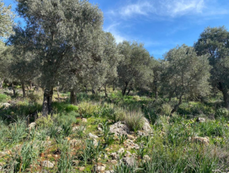 Four Acres Of Olive Grove For Sale In Mugla Milas Karakuyu