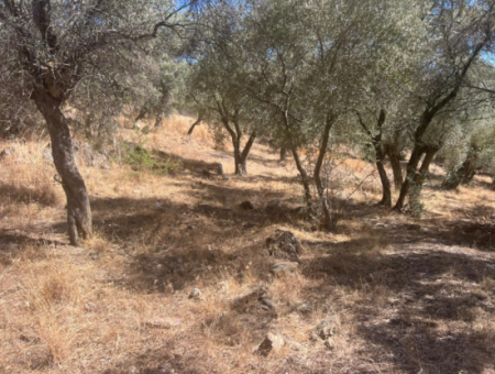 Olive Grove For Sale In Milas Ekindere