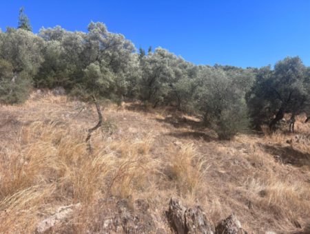 Olive Grove For Sale In Milas Ekindere