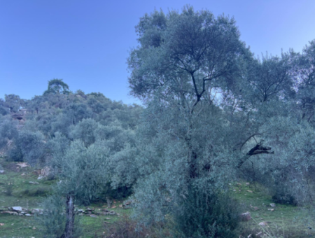 2500M2 Olive Grove For Sale In Milas Hacıahmetler