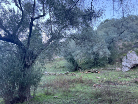 2500M2 Olive Grove For Sale In Milas Hacıahmetler