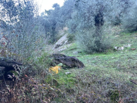 2500M2 Olive Grove For Sale In Milas Hacıahmetler