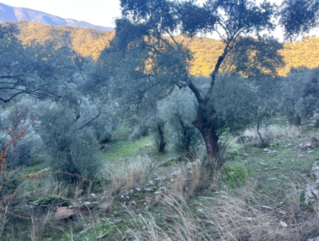 2500M2 Olive Grove For Sale In Milas Hacıahmetler