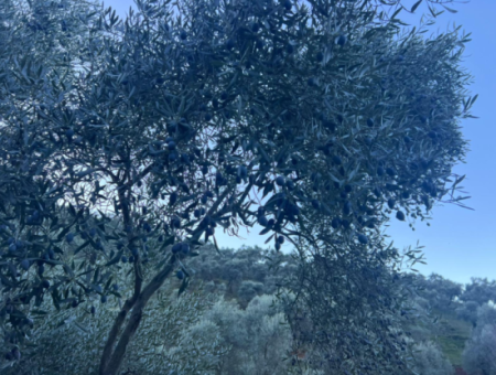 2500M2 Olive Grove For Sale In Milas Hacıahmetler