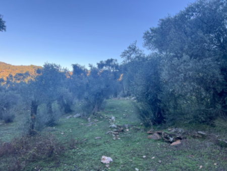 2500M2 Olive Grove For Sale In Milas Hacıahmetler