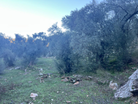 2500M2 Olive Grove For Sale In Milas Hacıahmetler