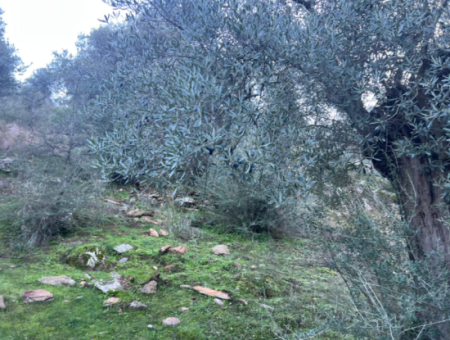 2500M2 Olive Grove For Sale In Milas Hacıahmetler