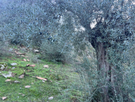 2500M2 Olive Grove For Sale In Milas Hacıahmetler